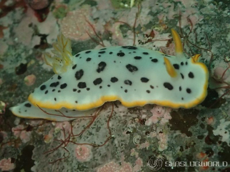 シロウミウシ Chromodoris orientalis