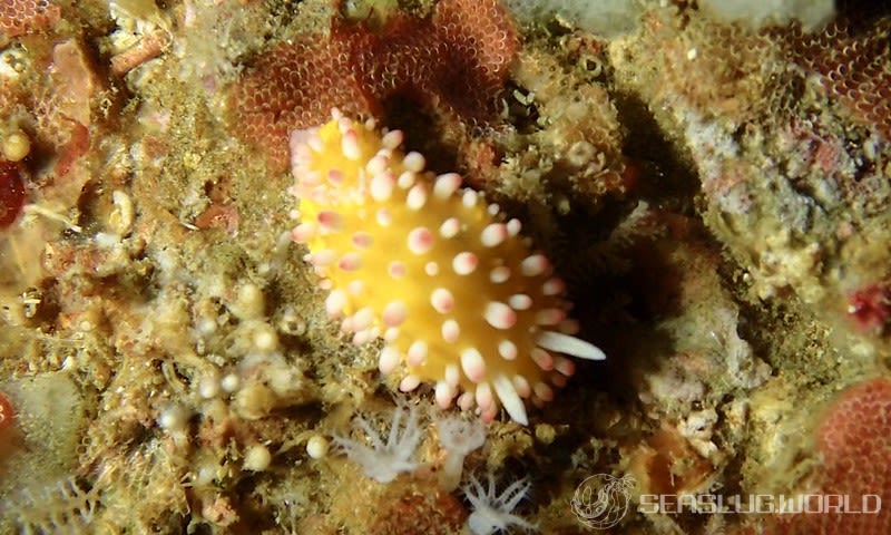 イガグリウミウシ Cadlinella ornatissima