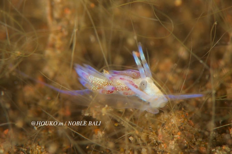 ミノウミウシの仲間 Aeolidida spp.