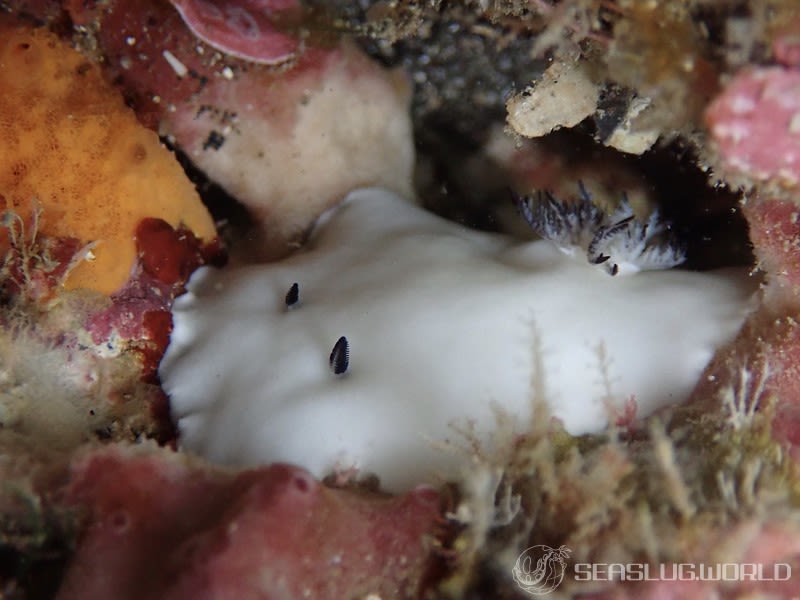 ユキダマウミウシ Hiatodoris fellowsi