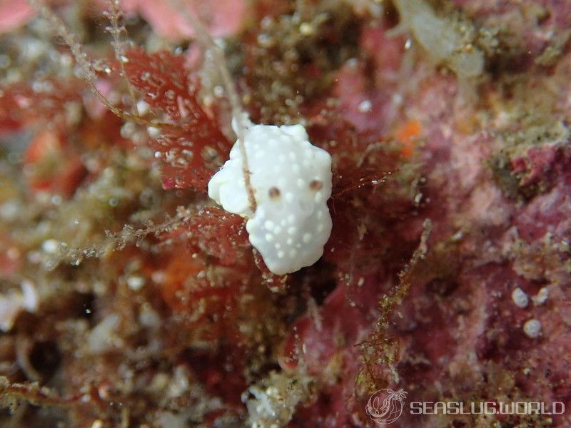 シロシキブイロウミウシ Glossodoris sp. 1