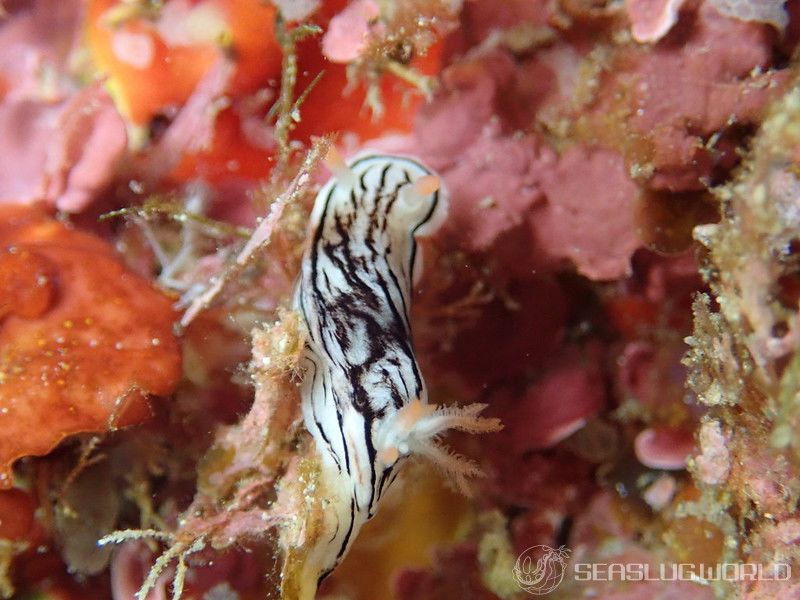 ホンノリイロウミウシ Chromodoris sp. 7