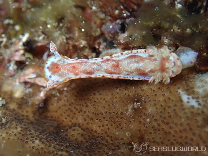 ミカドウミウシ Hexabranchus lacer