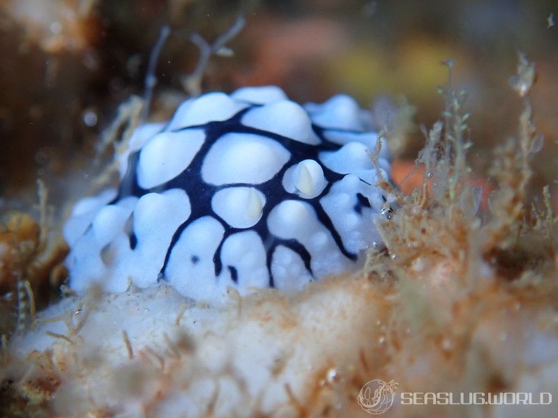 フリエリイボウミウシ Phyllidia picta