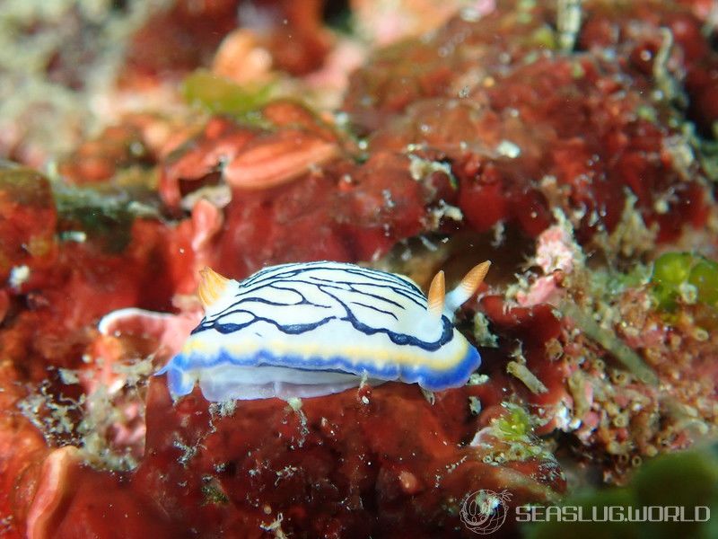 リュウモンイロウミウシ Hypselodoris maritima