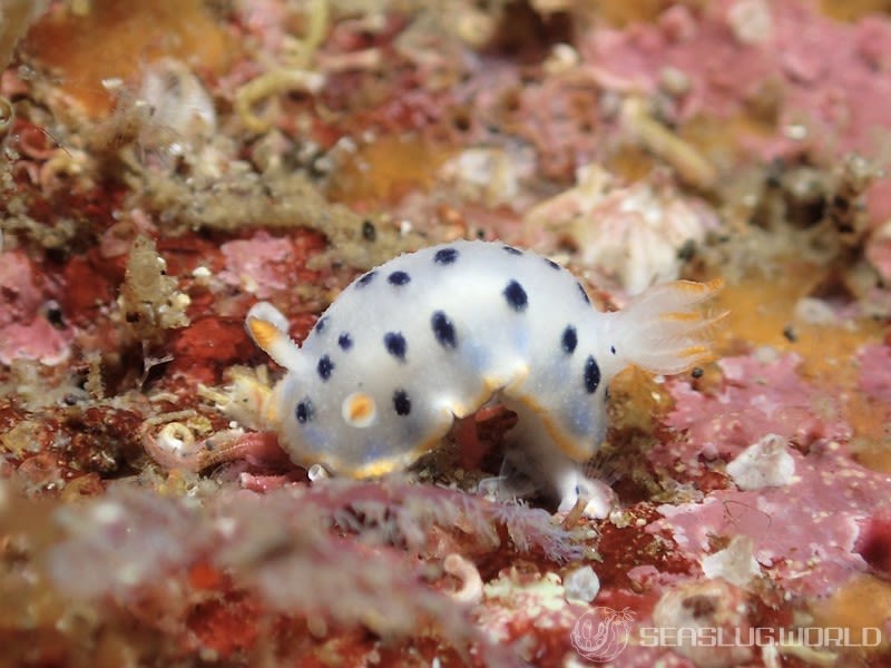 ウスイロウミウシ Hypselodoris placida