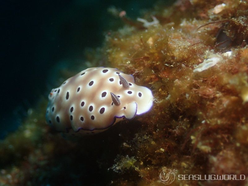 マダライロウミウシ Hypselodoris tryoni