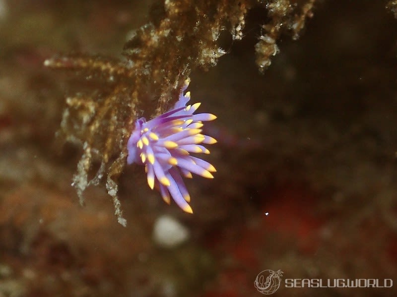 ミチヨミノウミウシ Trinchesia sibogae