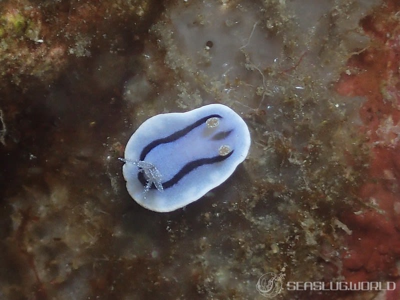 ミゾレウミウシ Chromodoris willani