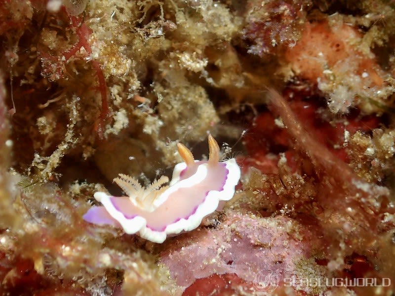 アラリウミウシ Verconia norba