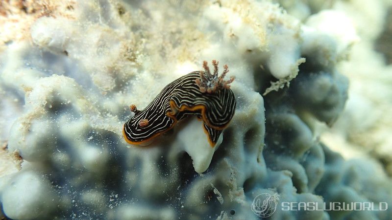 ホソスジイロウミウシ Chromodoris lineolata