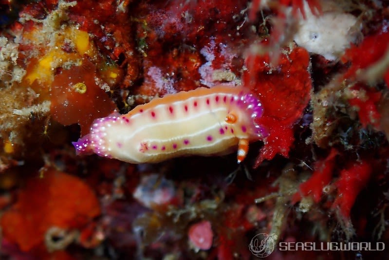 センテンイロウミウシ Hypselodoris decorata