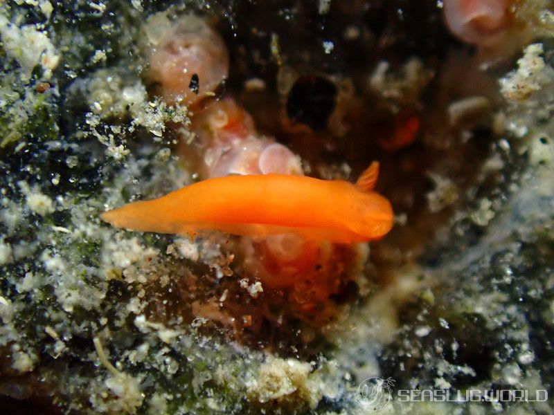 コブキヌハダウミウシ Gymnodoris sp.32