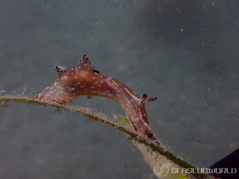 クロヘリアメフラシ Aplysia japonica