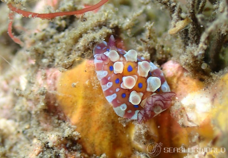 ミヤコウミウシ Dendrodoris krusensternii