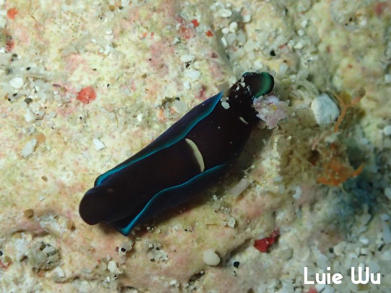 アオフチキセワタ Tubulophilinopsis gardineri