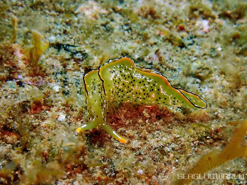 コノハミドリガイ Elysia marginata