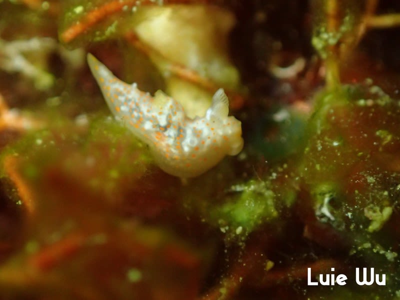 オキナワキヌハダウミウシ Gymnodoris okinawae