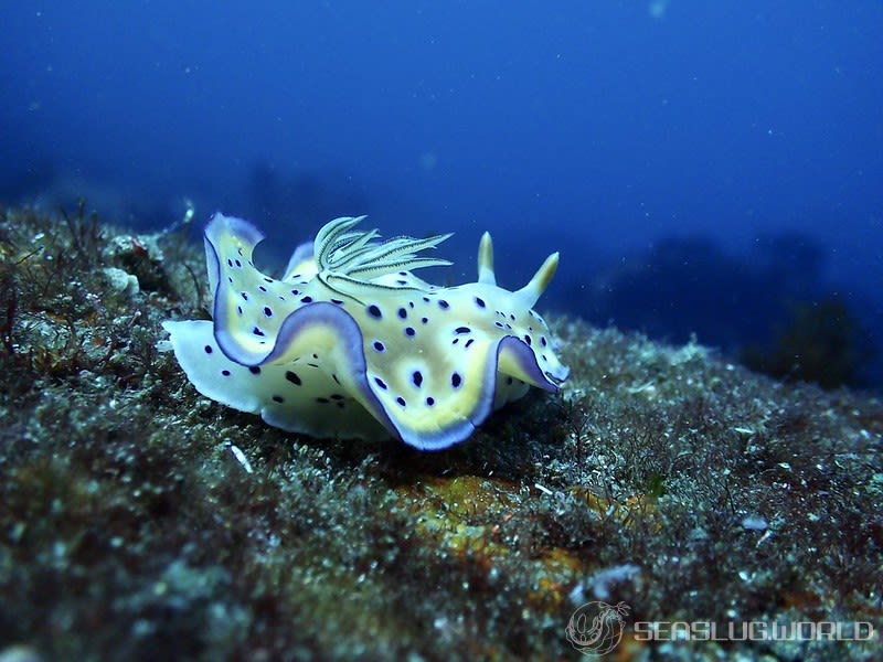 オトヒメウミウシ Goniobranchus kuniei