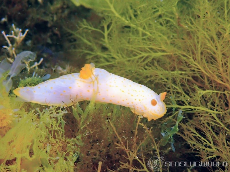 キヌハダウミウシ属の仲間 Gymnodoris spp.