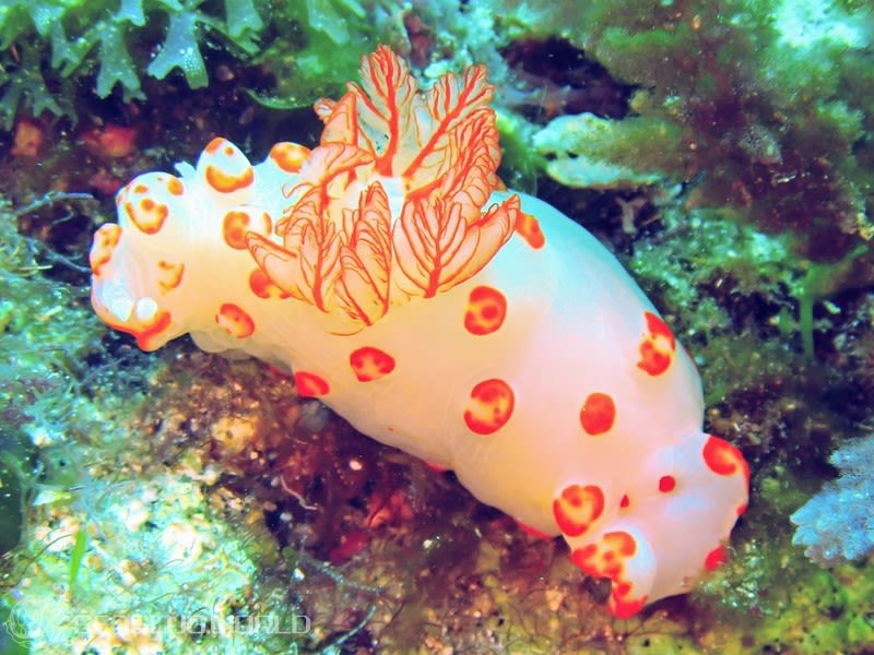 キイボキヌハダウミウシ Gymnodoris impudica