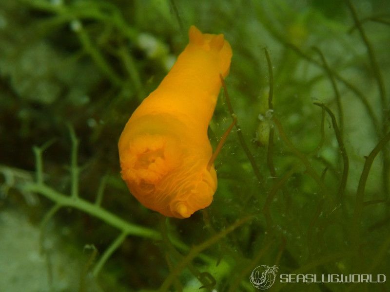 キヌハダウミウシ Gymnodoris inornata