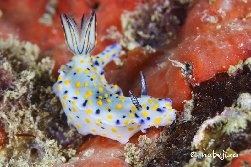 ヒュプセロドーリス・コンフェッティ Hypselodoris confetti