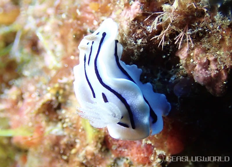 ミゾレウミウシ Chromodoris willani