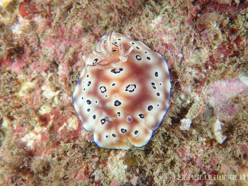 ヒョウモンウミウシ Goniobranchus leopardus