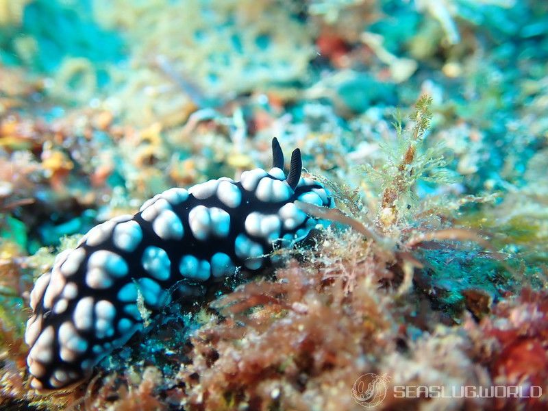 コイボウミウシ Phyllidiella pustulosa