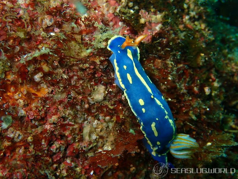 アオウミウシ Hypselodoris festiva