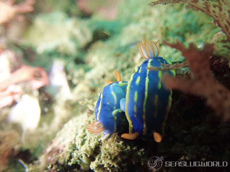 アオウミウシ Hypselodoris festiva