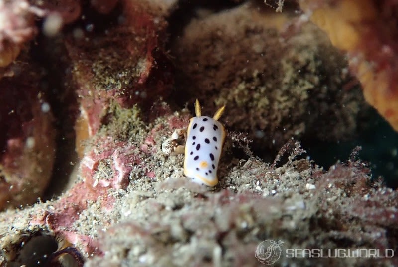 シロウミウシ Goniobranchus orientalis