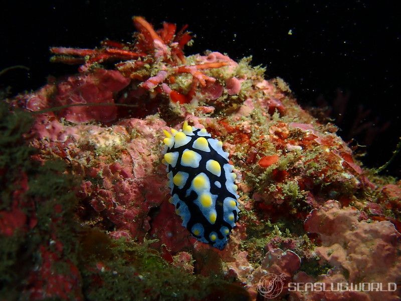 フリエリイボウミウシ Phyllidia picta