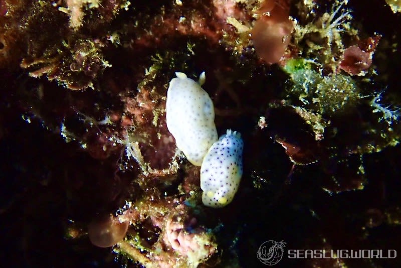 モンコウミウシ Chromodoris aspersa