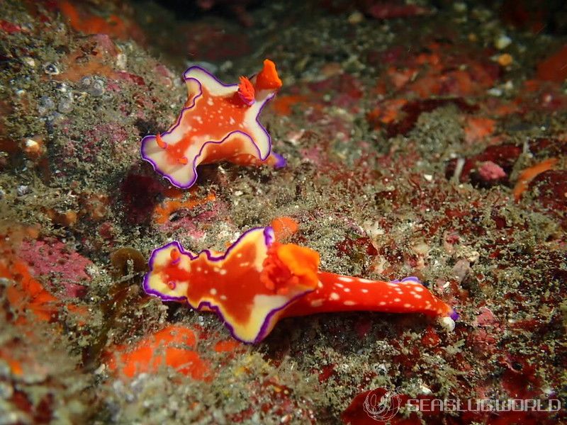 フタイロニシキウミウシ Ceratosoma bicolor