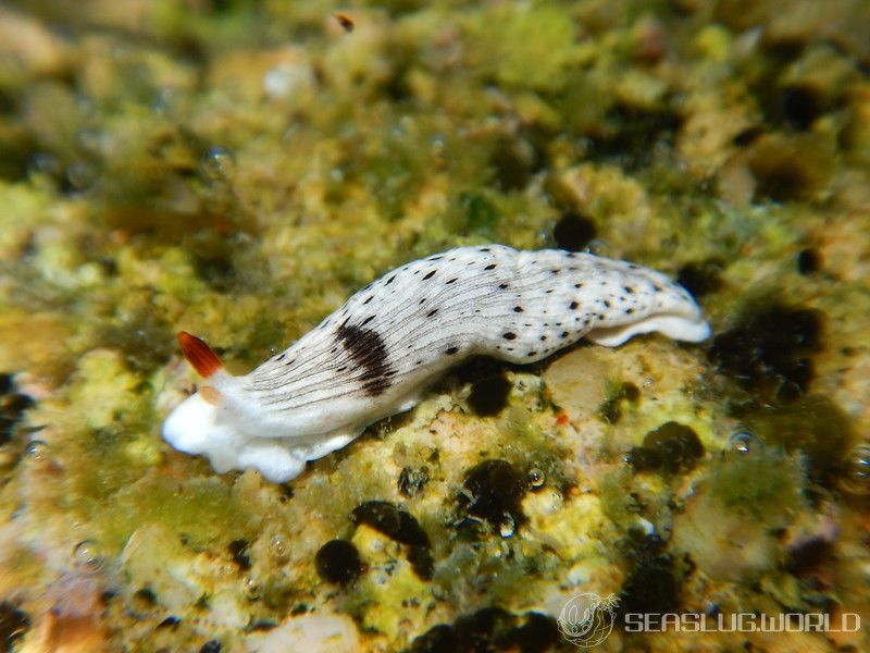 オトメウミウシ Dermatobranchus otome