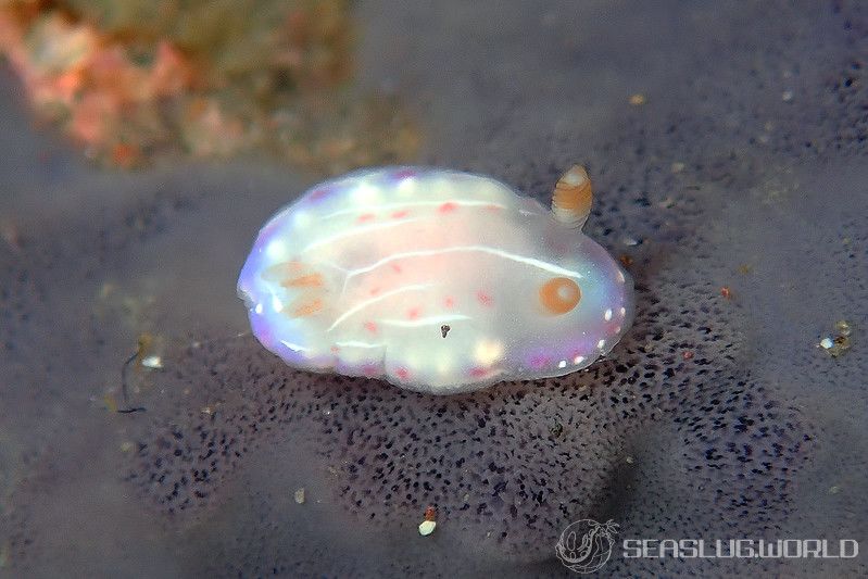 イロウミウシ科の一種 8 Chromodorid Sp 8 世界のウミウシ