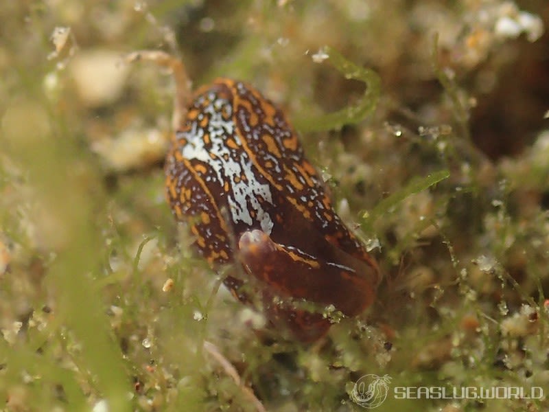 ヤエネウミコチョウ Siphopteron sp. 2