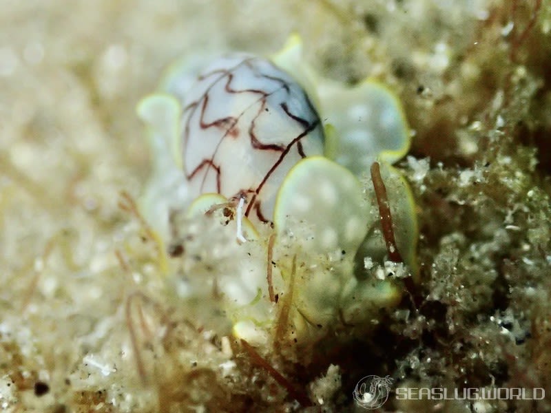 ワタユキシボリガイ Micromelo barbarae