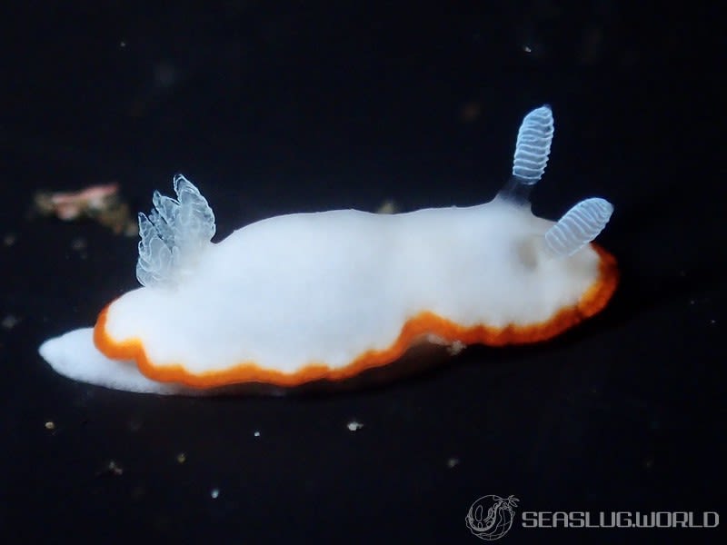 ボンボリイロウミウシ Goniobranchus albonares