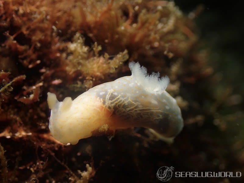 オキナワキヌハダウミウシ Gymnodoris okinawae