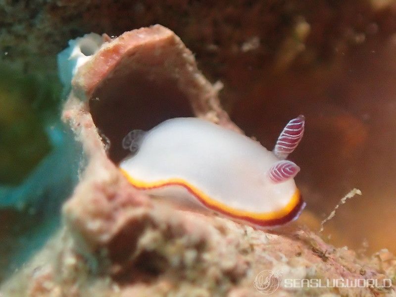 ハスイロウミウシ Goniobranchus fabulus