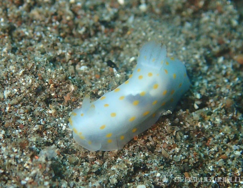 キヌハダウミウシ属の一種 15 Gymnodoris sp.15