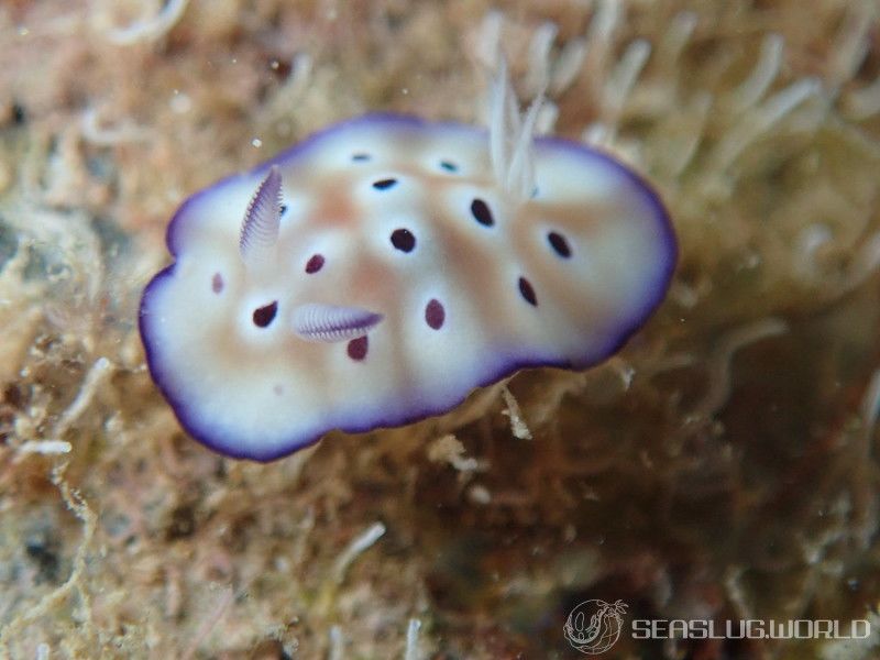 マダライロウミウシ Hypselodoris tryoni