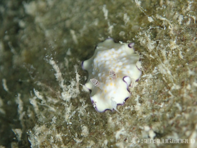 ヒメコモンウミウシ Goniobranchus rufomaculatus