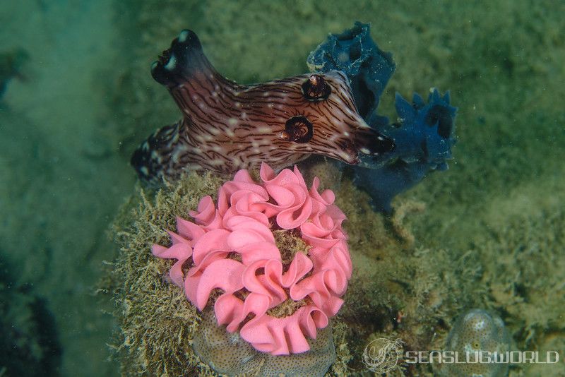 ブッシュドノエルウミウシ Jorunna rubescens