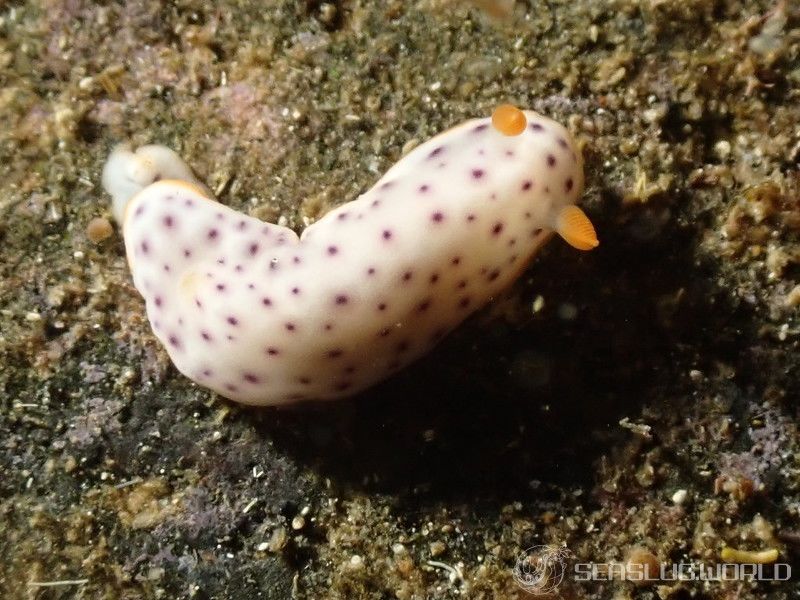 モンコウミウシ Chromodoris aspersa