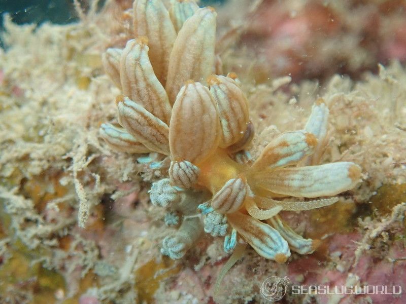 アカクセニアウミウシ Phyllodesmium kabiranum