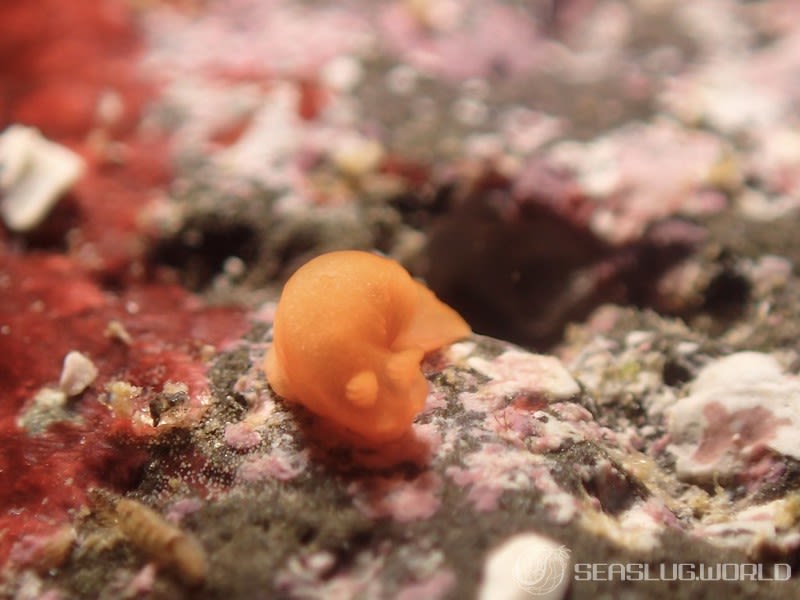 ヒメキヌハダウミウシ Gymnodoris subornata